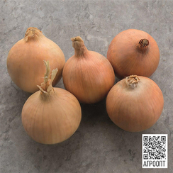 Стингрей F1 семена лука репчатого (Bejo / Бейо)