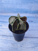 Astrophytum Myriostigma monstrosa (Астрофитум)
