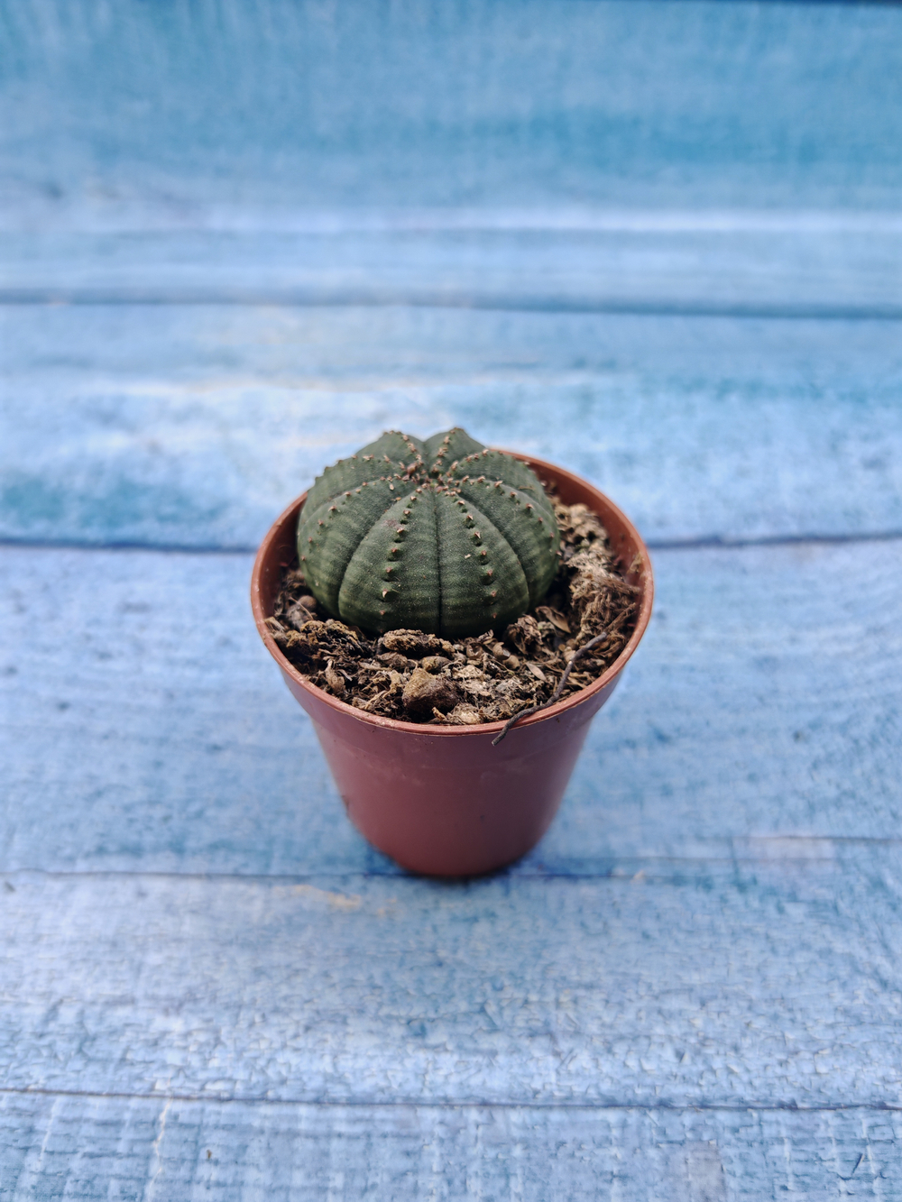 Euphoria Obesa (Эуфорбия)