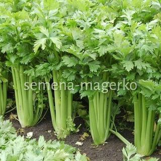 Сельдерей черешковый и листовой Бодрость 25 (грамм)