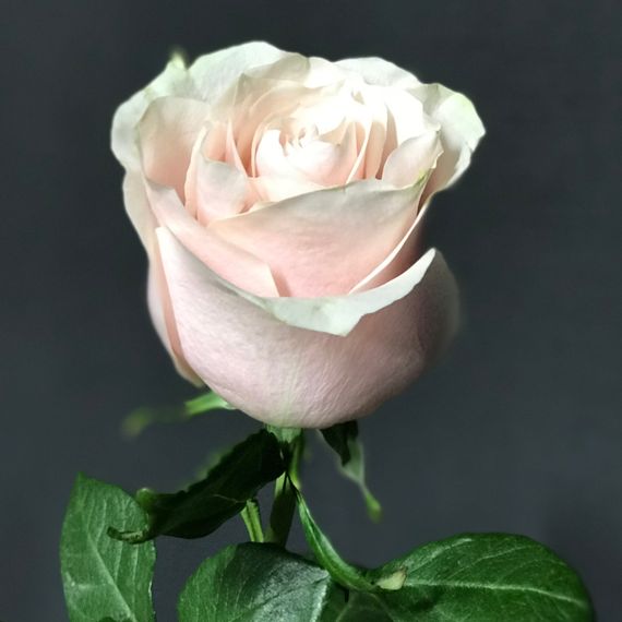 Роза Pink Mondial, плантация Tessa