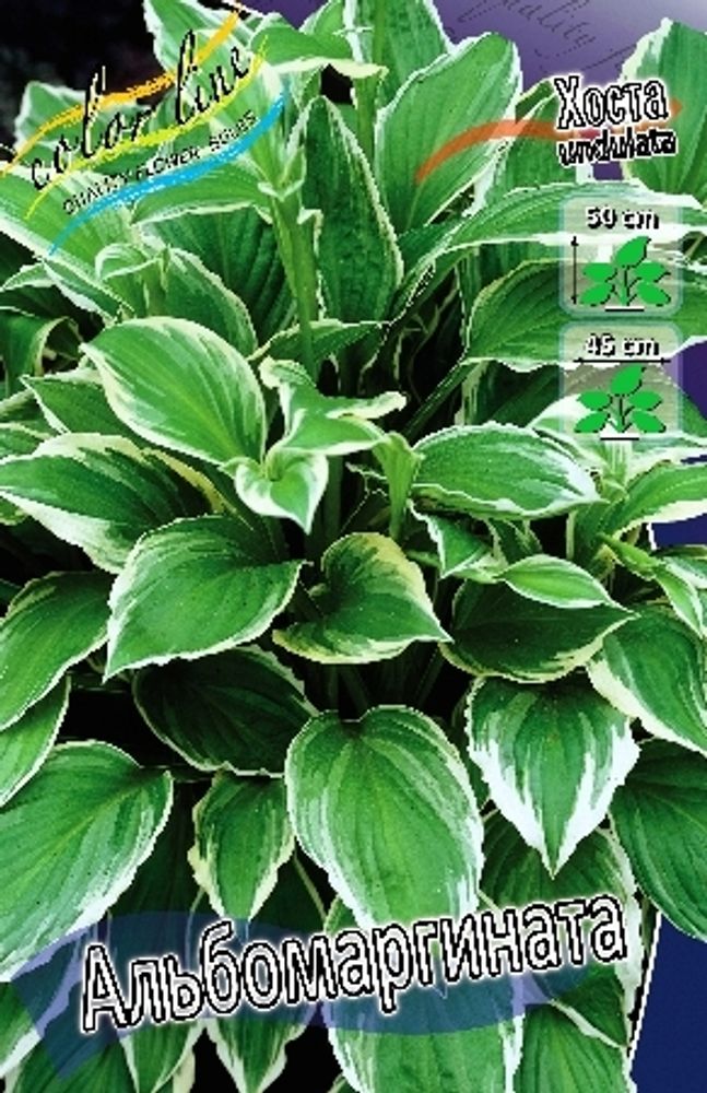 Hosta Albomarginata 1шт.