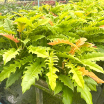 Филодендрон GOLDEN SERRATUM (N87)