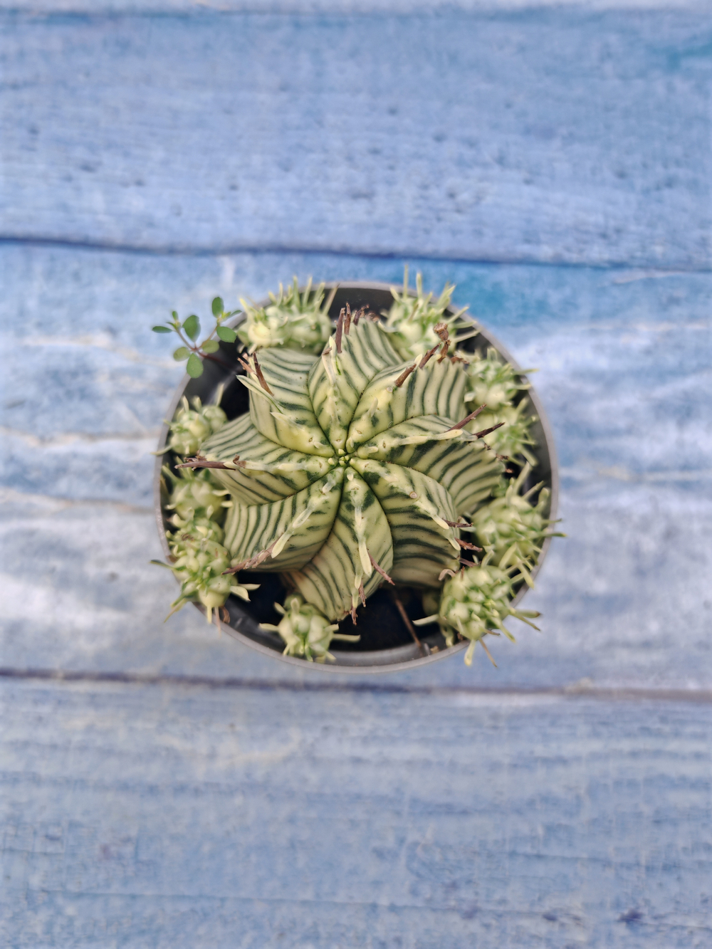 Euphorbia meloformis f. Variegated (Эуфорбия вариегатная)