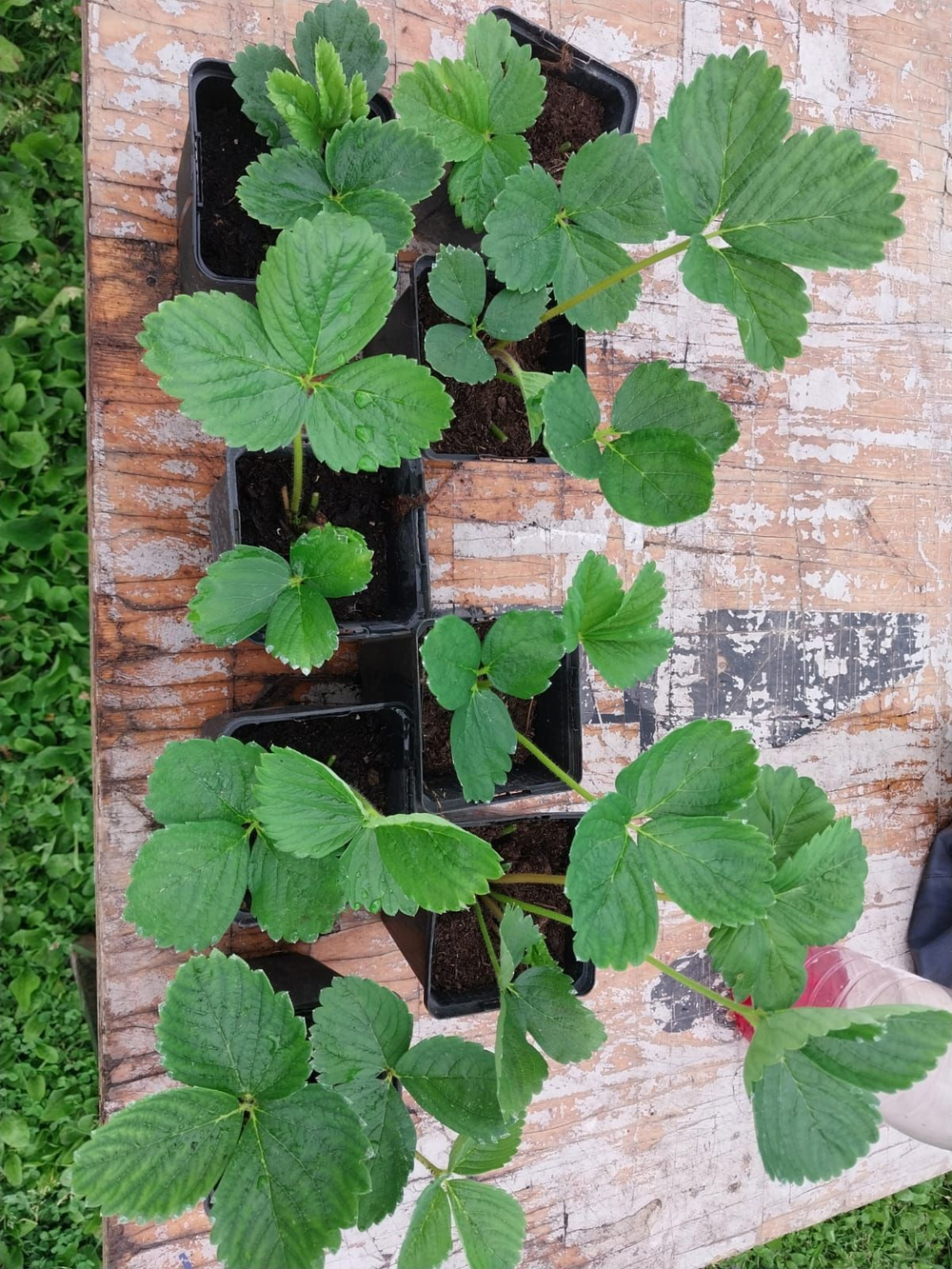 Саженцы клубники ранней (земляника садовая) сорт Альба, комплект (набор) 2 шт.