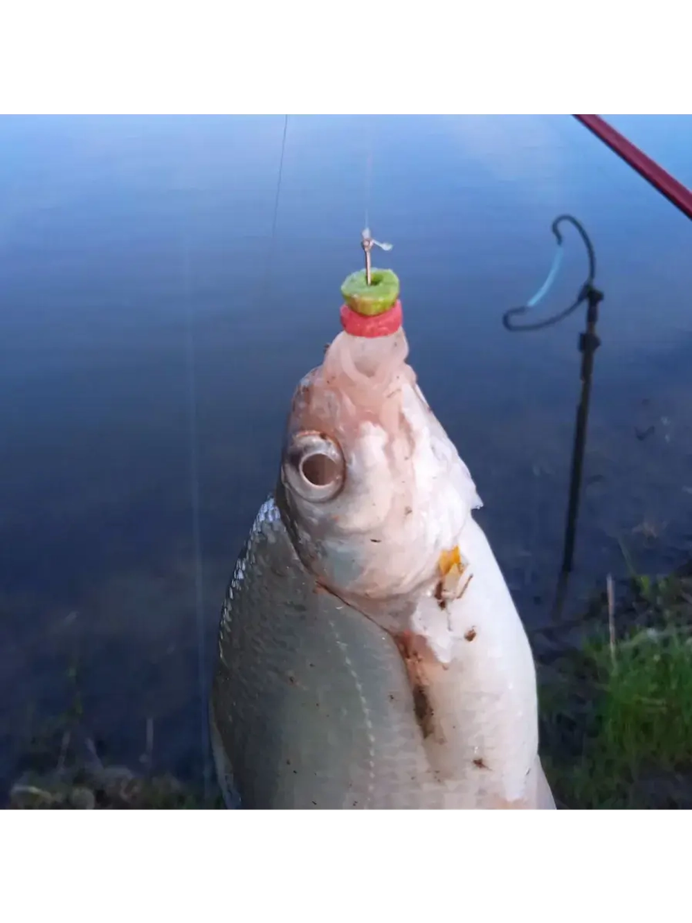 Наживка "Пылящие колечки"