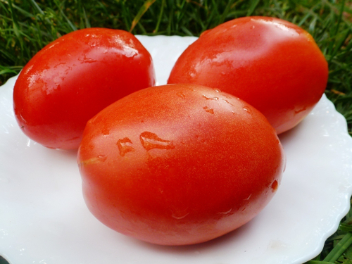 Помидоры VB Russia