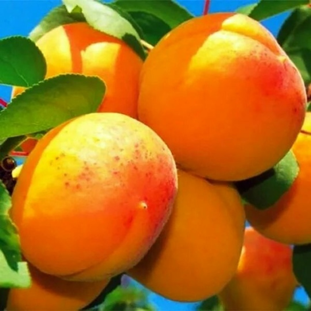 Абрикос Айсберг