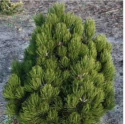 Сосна белокорая Компакт Джем С5 20-30