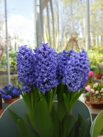 Гиацинт Блю Джекет