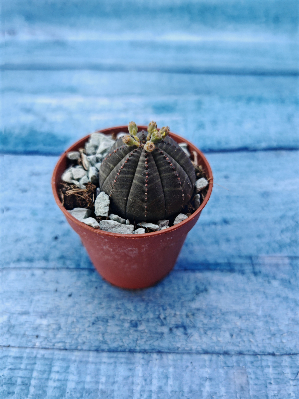 Суккулент Euphorbia Obesa (Эуфорбия)