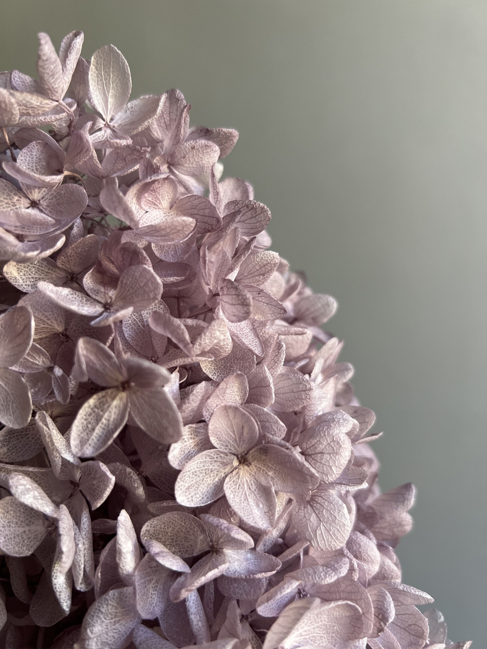 Гортензия стабилизированная сиреневая крупнолистная