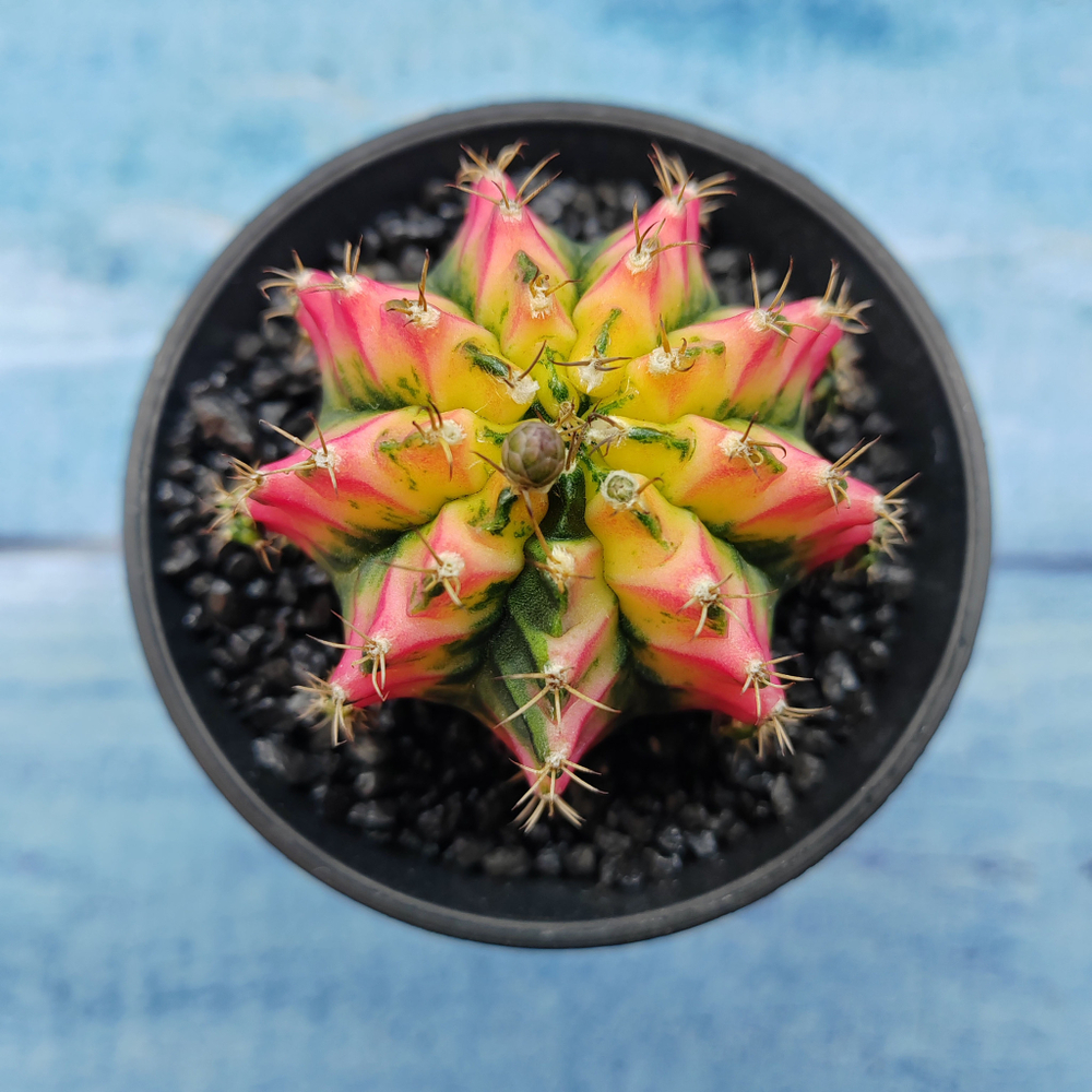 Gymnocalycium Variegata (Гимнокалициум Вариегатный)