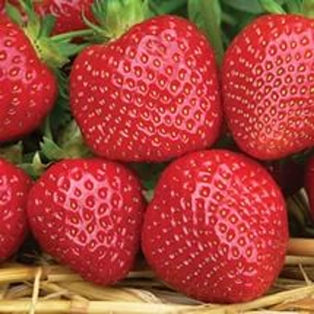 Земляника Мальвина поздняя