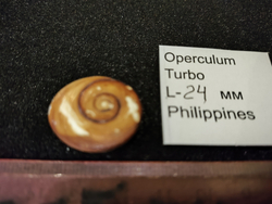 Оперкулум Турбо 23-28мм