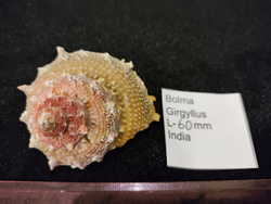 Болма Гиргуллус 50-55-62мм