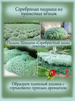 Полынь шмидта Себебристый холм Сильвер Маунд