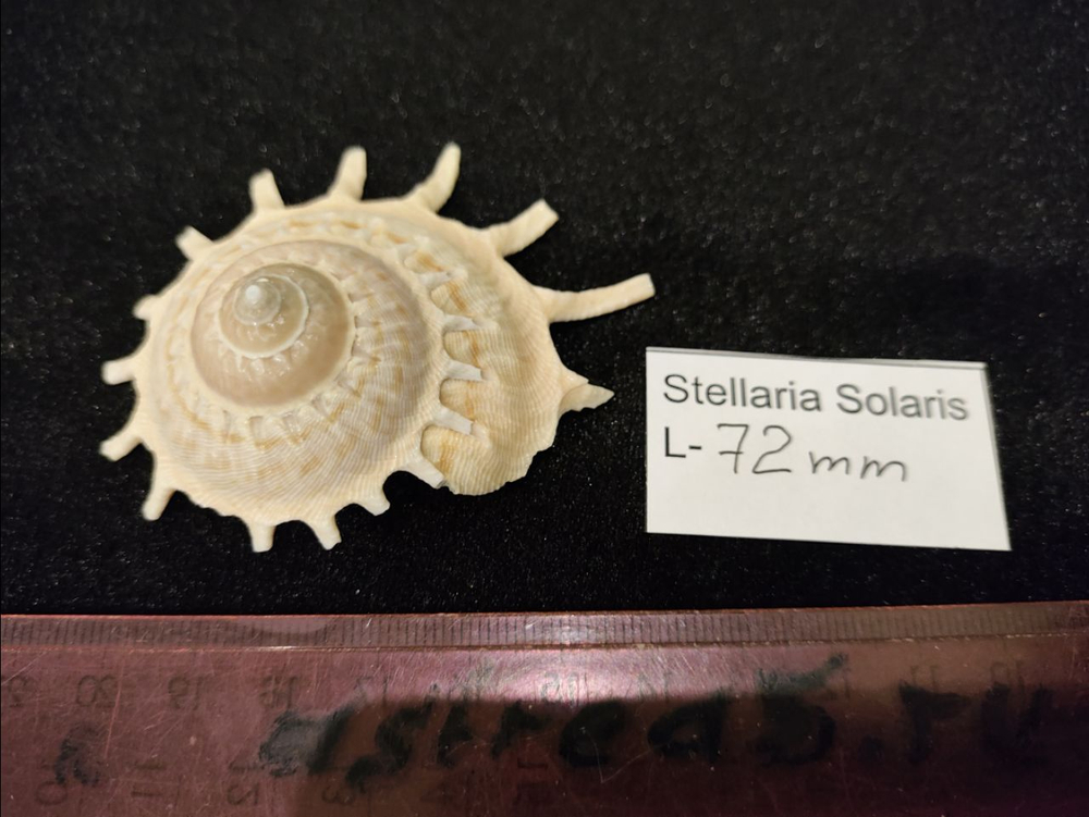 Стеллария Солярис "72-110 мм"