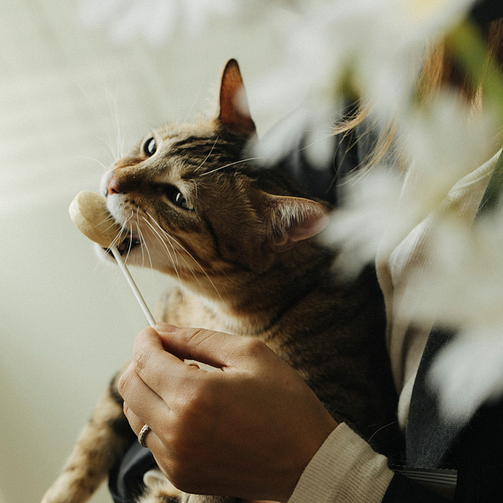 Лакомство Ranova для кошек CN сублимированное на палочке с черникой, 1,4 г х 10 шт