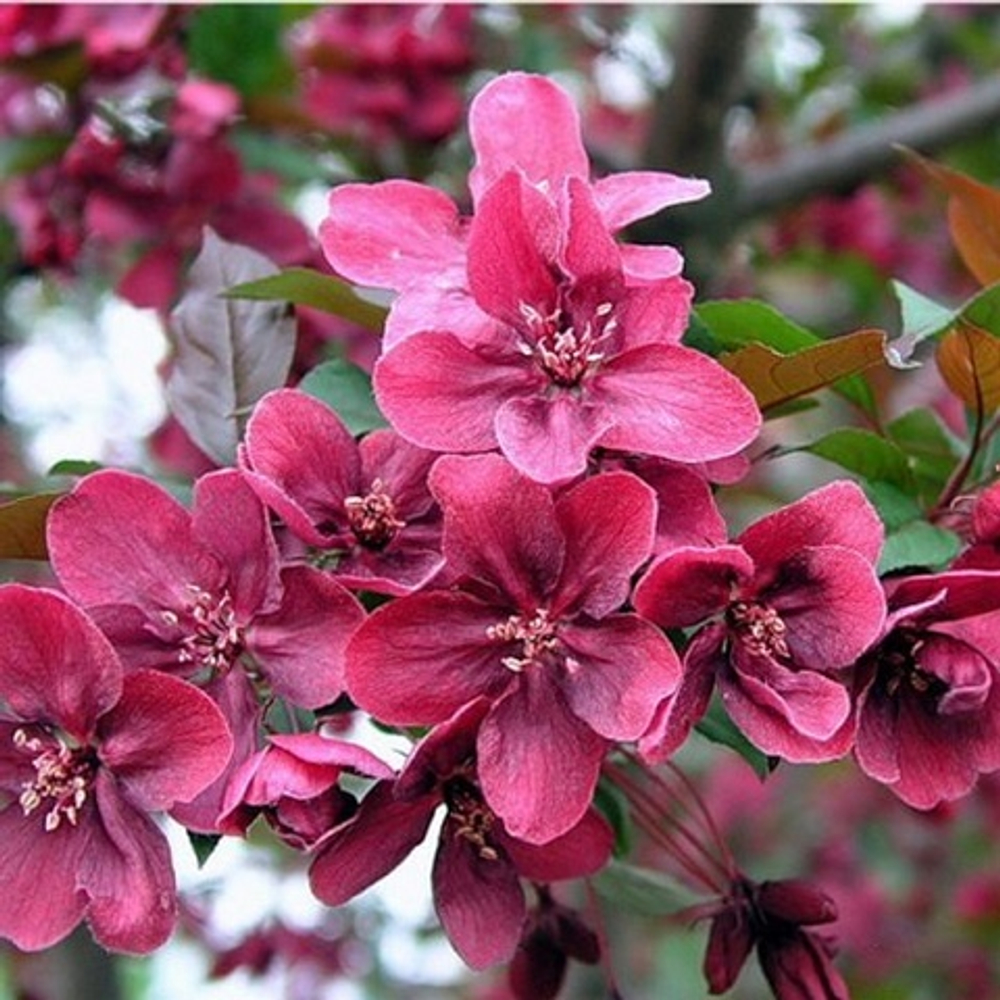 Яблоня Роял Бьюти на штамбе