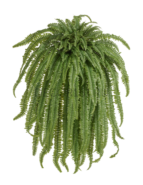 Папоротник Бостон Новый свисающий Гигант натуральный зеленый ш-до 100 см, в-150 см (122 листа) 2/2 20.1376N