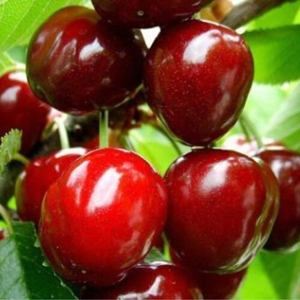 Черешня Стела