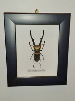 Жук Cyclommatus metallifer в рамке