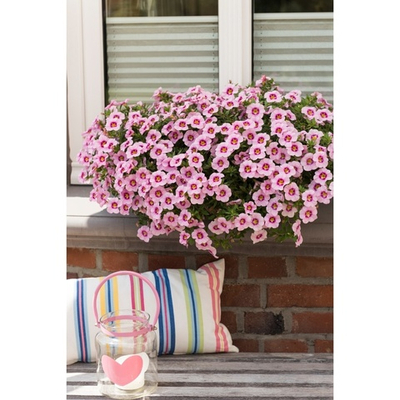 К8 Калибрахоа BLOOMTASTIC ROSE QUARTZ