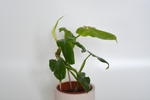 Филодендрон Голден Виолин / Philodendron Golden Violin