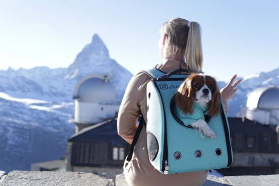 Путешествуя с питомцем