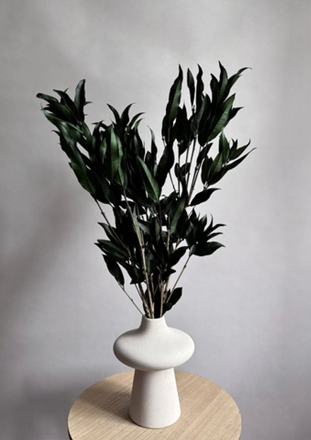 Ветки цитрусового дерева зеленые