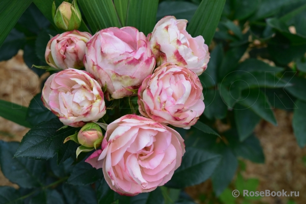 Роза Лавли Рококо С4 Закупка М16 июнь 2026