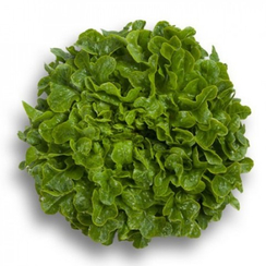 Гумбольд семена салата дуболистного (Rijk Zwaan / Райк Цваан)