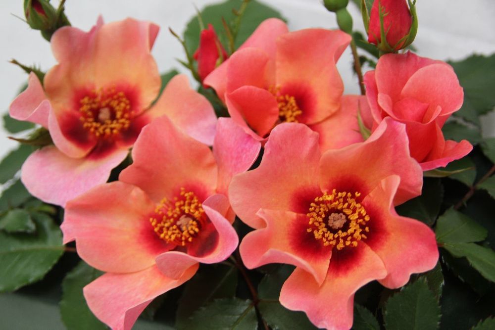 Фо Ю Айс Онли (For Your Eyes Only)