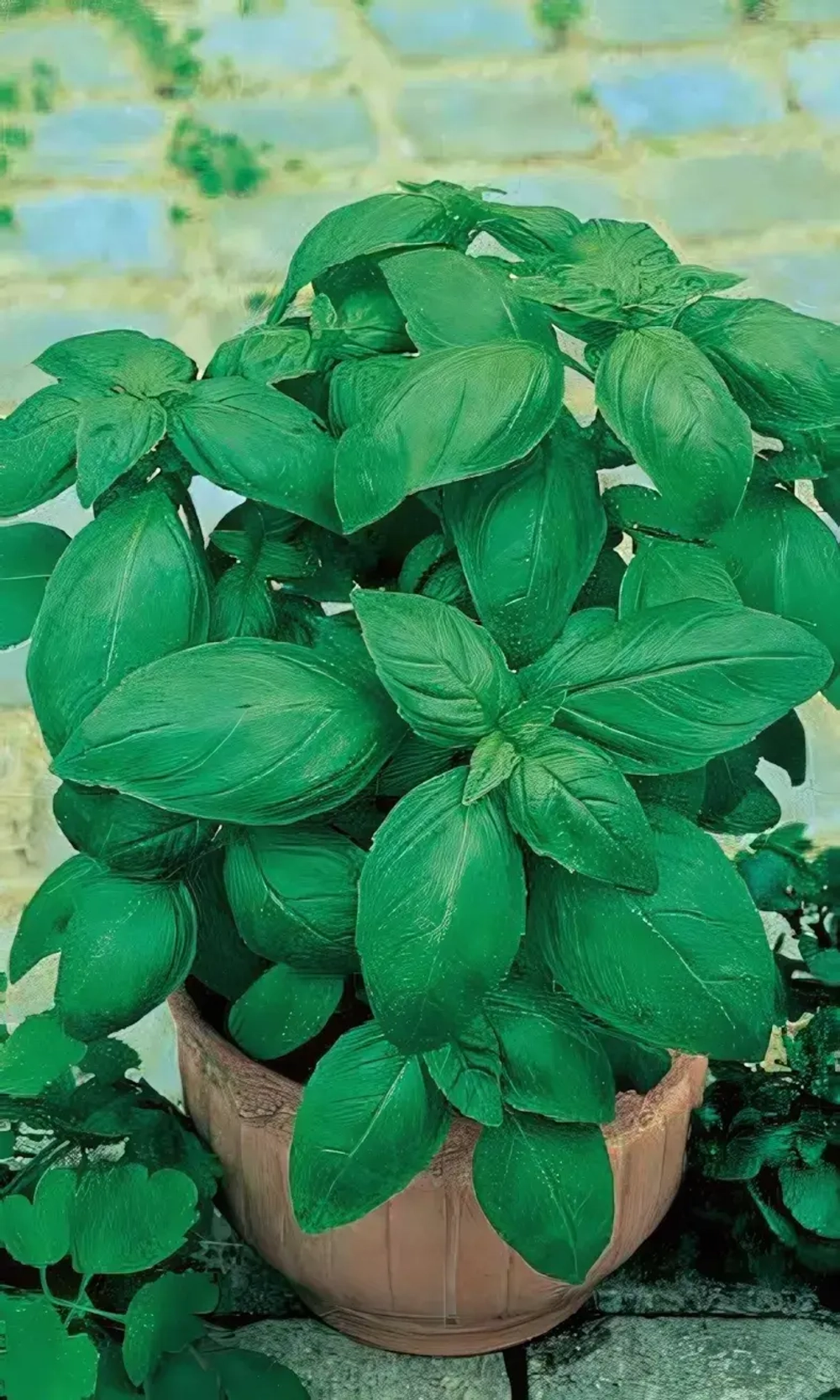 Семена Базилик Овощной (Марс) 0,3гр Б/П