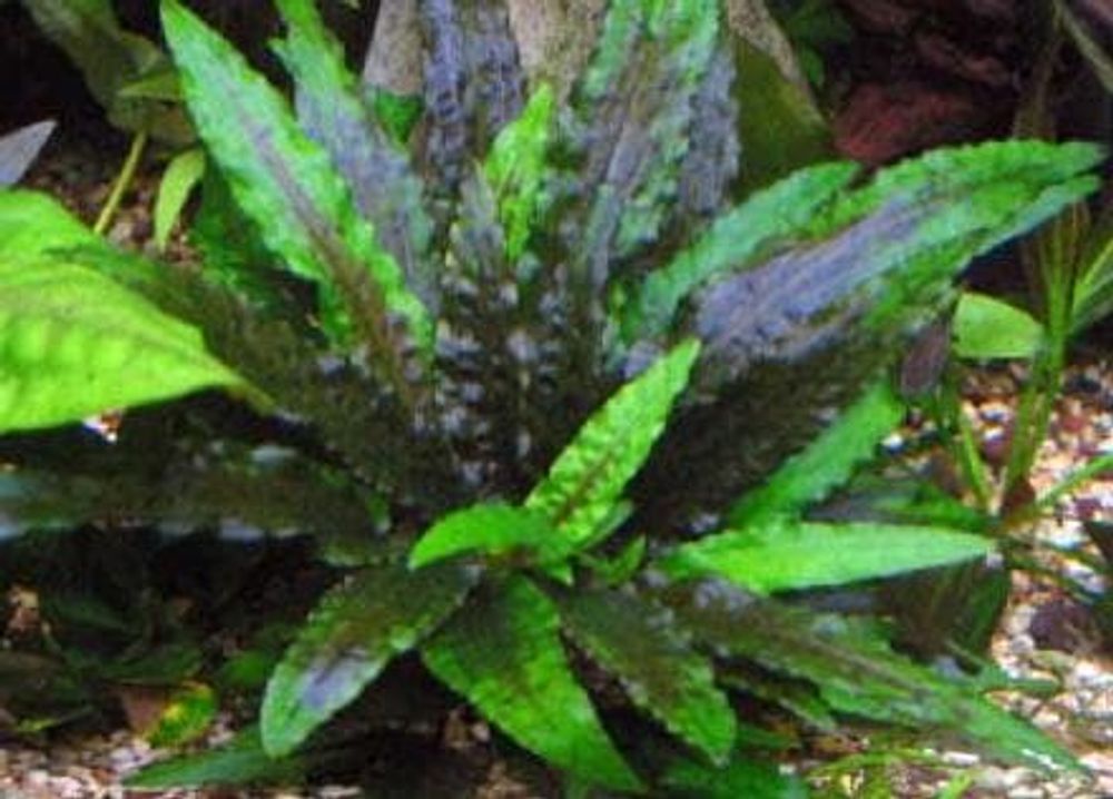 (505) Криптокарина Вендта (Cryptocoryne wendtii)