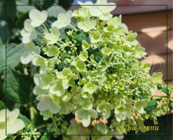 Гортензия метельчатая Би Хэппи (Hydrangea paniculata `Bee Happy`)