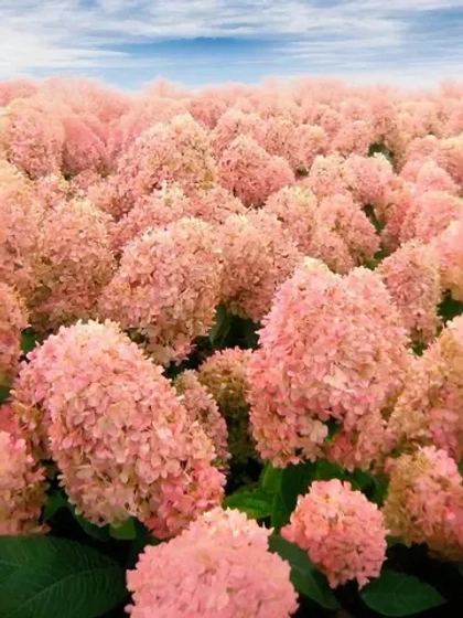 Гортензия метельчатая Мэджикал Кэндл