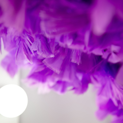 пышная латина