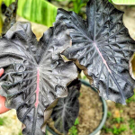 Колоказия PINK DRAGON