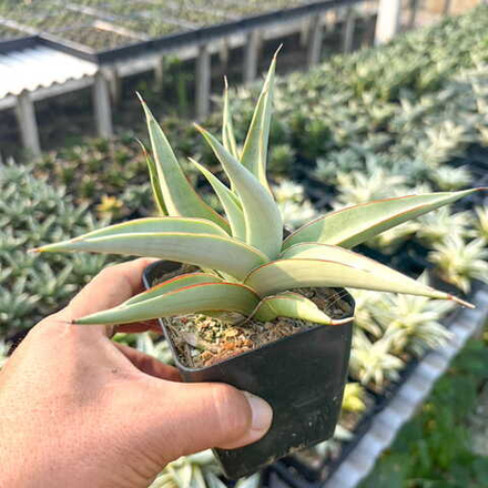 Сансевиерия BAIBID