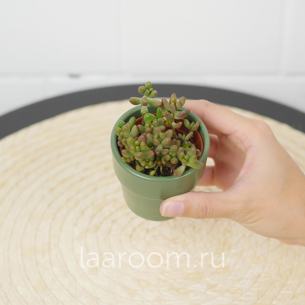 Седум Рубротинкум