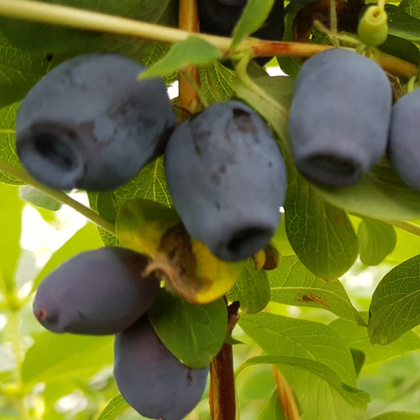 Весна 2026 год Жимолость Лори