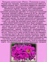 Гвоздика Неон ампельная