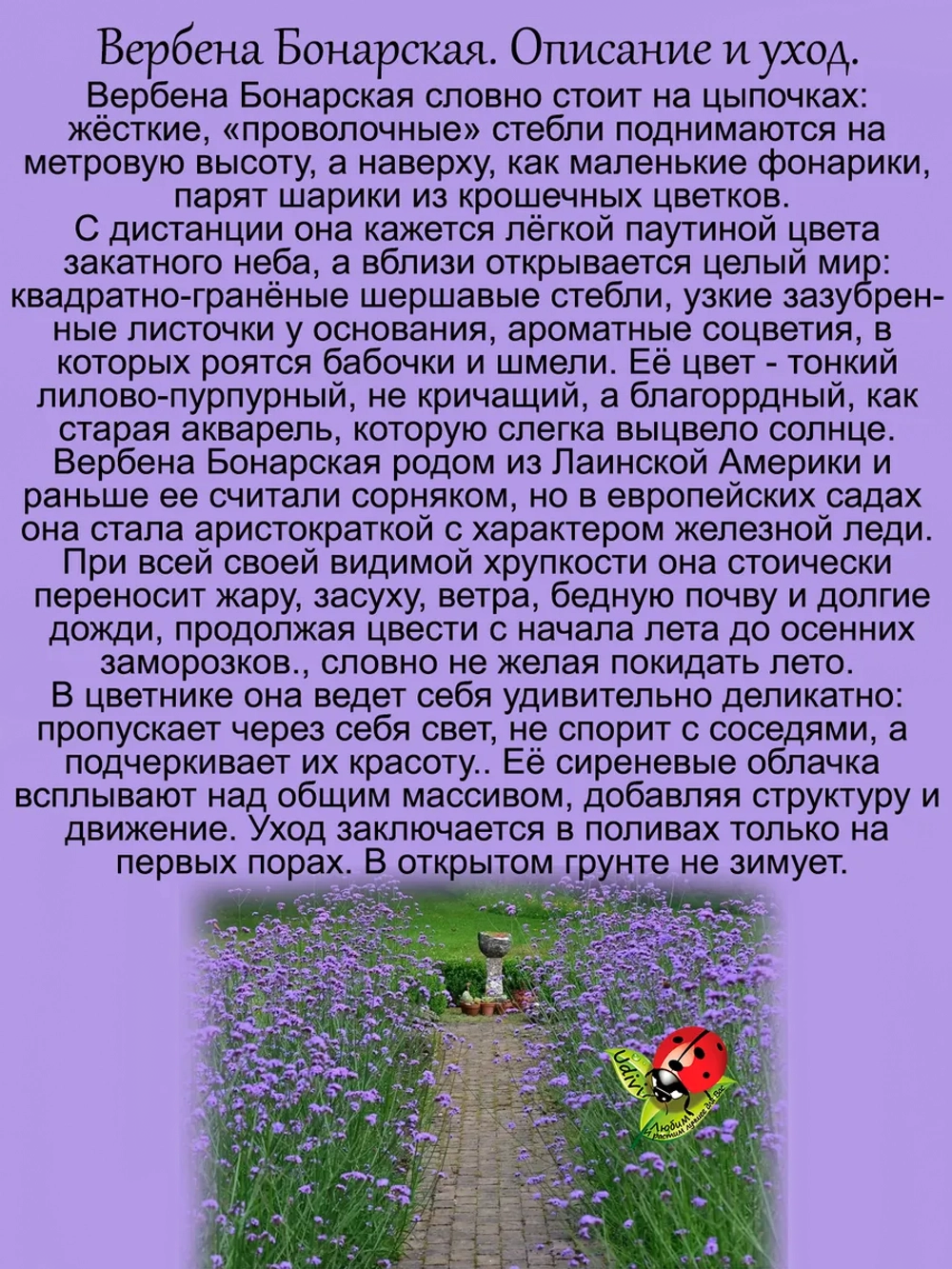 Вербена Бонарская