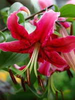 Лилия Мисс Фея (ОТ- гибрид)