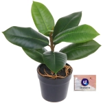 Цветок искусственный в горшке «Фикус» 26см
