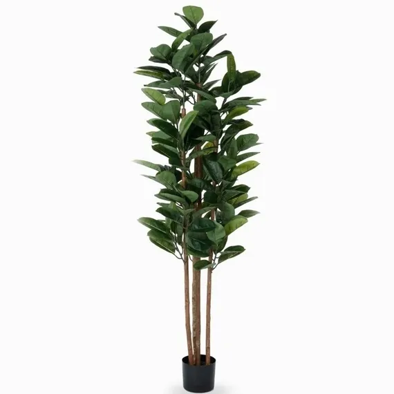 Фикус Эластика высота 180 см