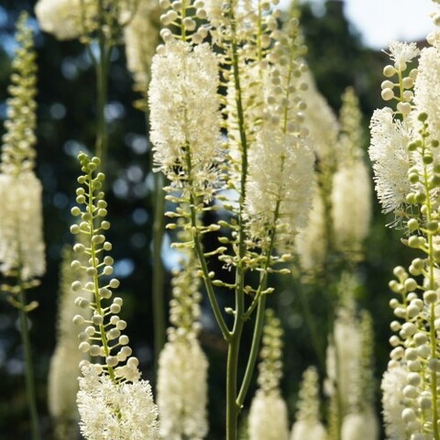 Клопогон (воронец) "White Pearl". Actaea simplex "White Pearl".